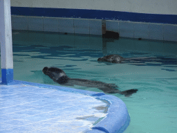 Harbor Seals at the Zoo di Napoli