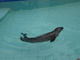 Harbor Seal at the Zoo di Napoli