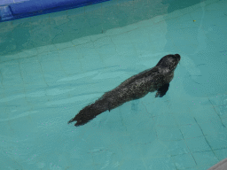 Harbor Seal at the Zoo di Napoli