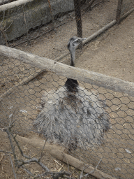 Greater Rhea at the Zoo di Napoli