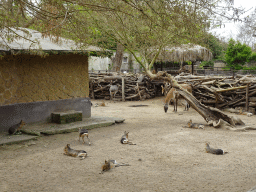 Patagonian Maras, Greater Rhea and Guanaco at the Zoo di Napoli