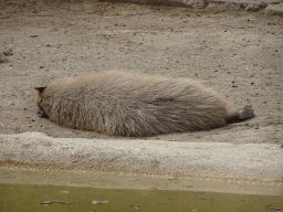 Capybara at the Zoo di Napoli