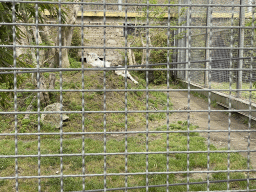 White Bengal Tiger at the Zoo di Napoli