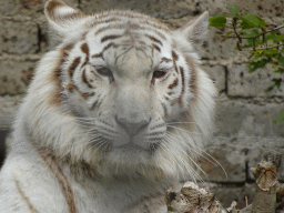 Head of a White Bengal Tiger at the Zoo di Napoli
