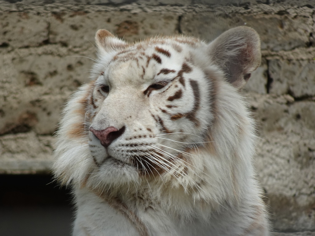 Head of a White Bengal Tiger at the Zoo di Napoli