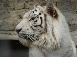 Head of a White Bengal Tiger at the Zoo di Napoli