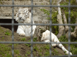 White Bengal Tiger at the Zoo di Napoli