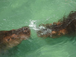 Hippopotamuses at the Zoo di Napoli