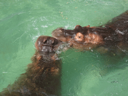 Hippopotamuses at the Zoo di Napoli