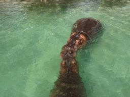 Hippopotamuses at the Zoo di Napoli