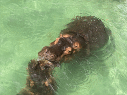 Hippopotamuses at the Zoo di Napoli