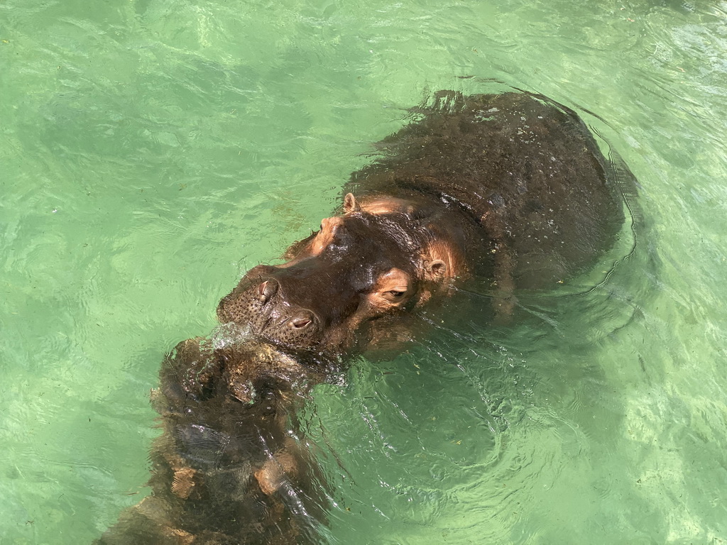 Hippopotamuses at the Zoo di Napoli