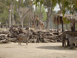 Reticulated Giraffes and Plains Zebras at the Zoo di Napoli