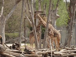 Reticulated Giraffes at the Zoo di Napoli
