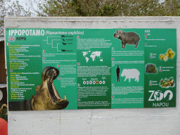 Information on the Hippopotamus at the Zoo di Napoli