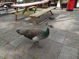 Peacock and Pigeons at the terrace of the Chalet dello Zoo restaurant at the Zoo di Napoli