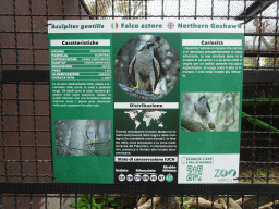 Information on the Northern Goshawk at the Zoo di Napoli