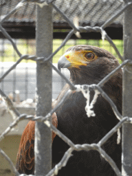 Hawk at the Zoo di Napoli