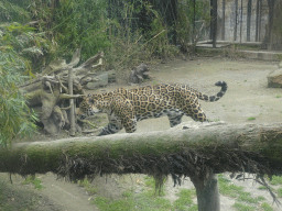 Jaguar at the Zoo di Napoli