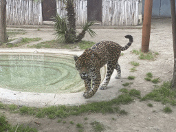 Jaguar at the Zoo di Napoli