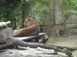 African Leopards at the Zoo di Napoli