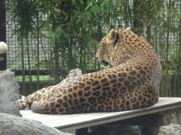 African Leopard at the Zoo di Napoli