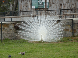 Peacock and Pigeons at the Zoo di Napoli