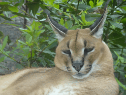Head of a Caracal at the Zoo di Napoli