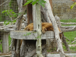 Fossa at the Zoo di Napoli