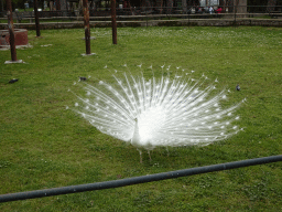 Peacock and Pigeons at the Zoo di Napoli