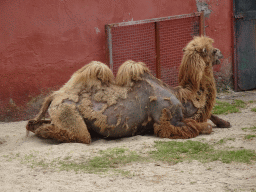 Camel at the Zoo di Napoli