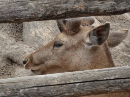 Head of a European Fallow Deer at the Zoo di Napoli