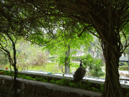 Peacock at the Zoo di Napoli