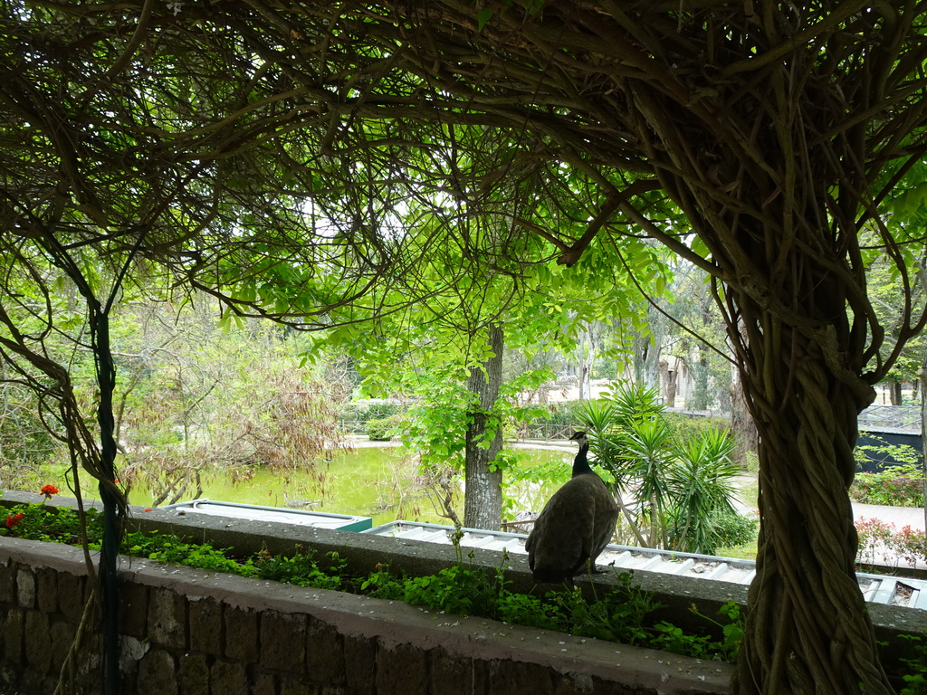 Peacock at the Zoo di Napoli