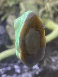 Green Tree Frog at the Reptile & Amphibian House at the Zoo di Napoli