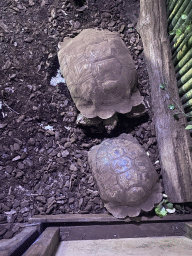 Tortoises at the Reptile & Amphibian House at the Zoo di Napoli
