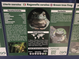 Information on the Green Tree Frog at the Reptile & Amphibian House at the Zoo di Napoli