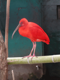Red Ibis at the Zoo di Napoli