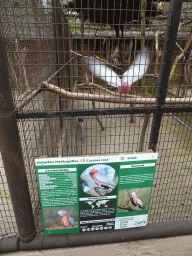 Galah at the Zoo di Napoli, with explanation