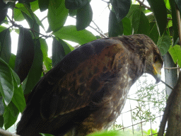 Harris`s Hawk at the Zoo di Napoli