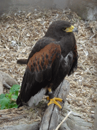 Harris`s Hawk at the Zoo di Napoli