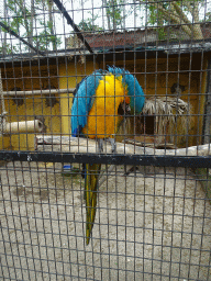 Blue-and-yellow Macaw at the Zoo di Napoli