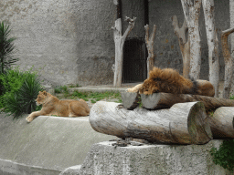 African Lions at the Zoo di Napoli