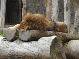 African Lion at the Zoo di Napoli
