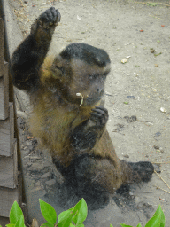 Capuchin Monkey at the Zoo di Napoli
