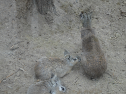 Chacoan Maras at the Zoo di Napoli