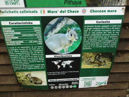Information on the Chacoan Mara at the Zoo di Napoli