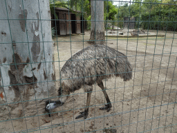 Greater Rhea at the Zoo di Napoli