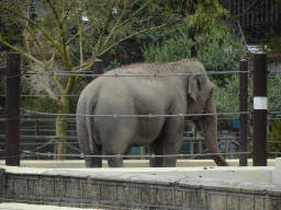 Asian Elephant at the Zoo di Napoli