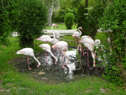 Greater Flamingos at the Zoo di Napoli